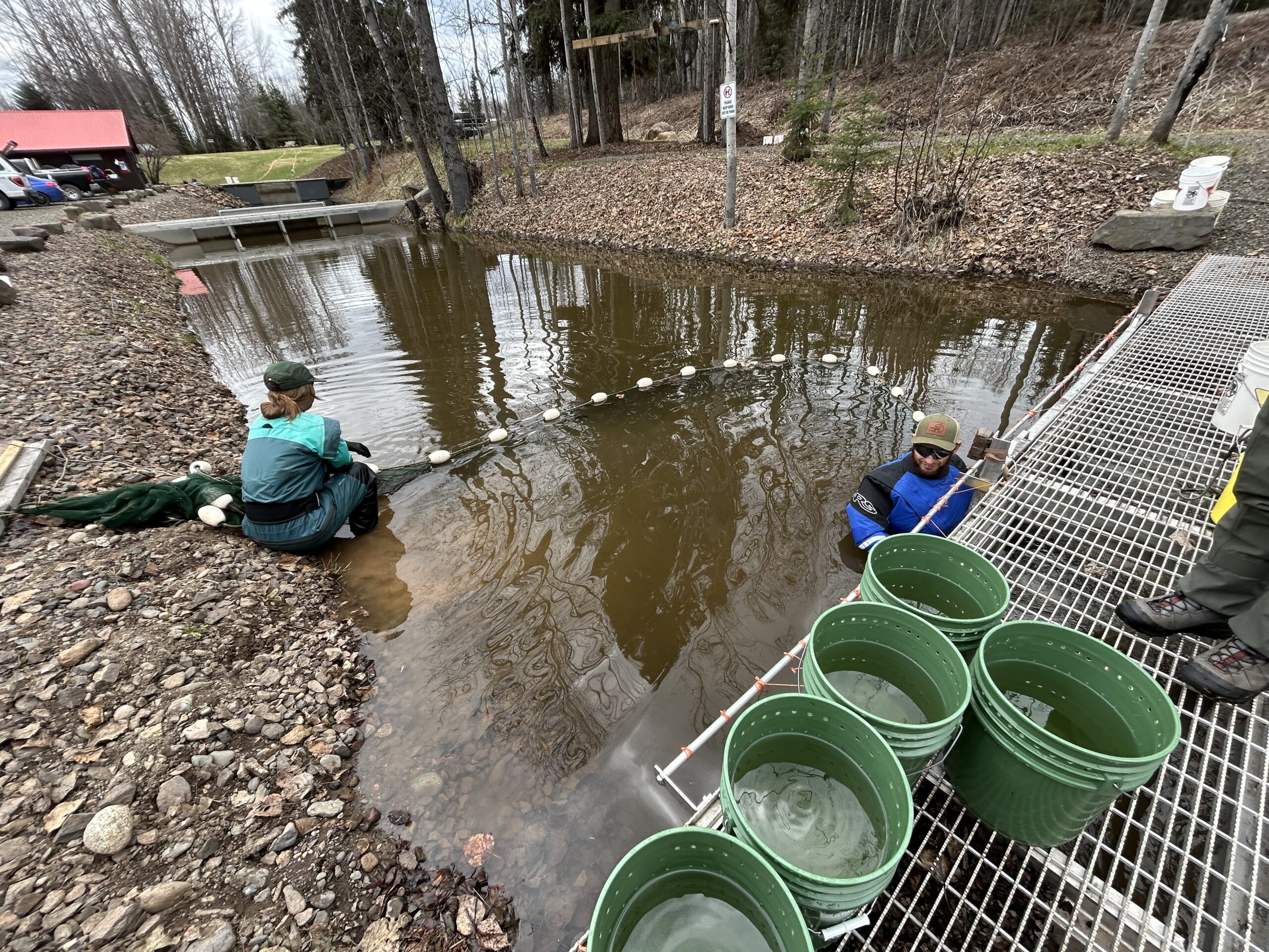 seining juveniles for counting